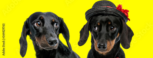 Two Teckel puppies looking at each other, one wearing hat