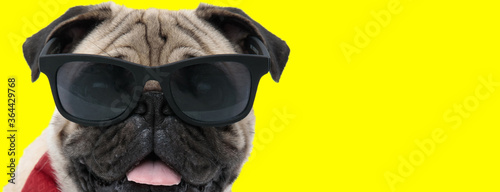 Cool Pug wearing sunglasses and bowtie, panting