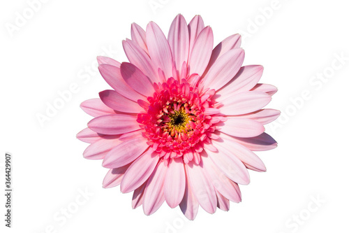 Closeup single pink Gerbera daisy flower isolated on white background with clipping path. Top view. Flat lay. Spring summer concept. © NIKCOA