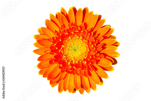 Close up single orange Gerbera daisy flower isolated on white background with clipping path. Top view. Flat lay. Spring summer concept.