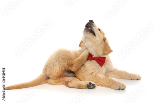 Fotografi golden retriever dog lying down, scratching his neck