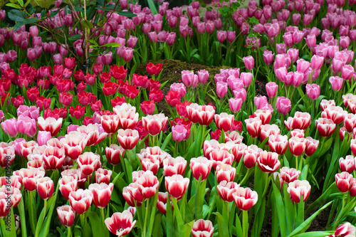 Clos up colorful pink and red tulip flowers in the garden.