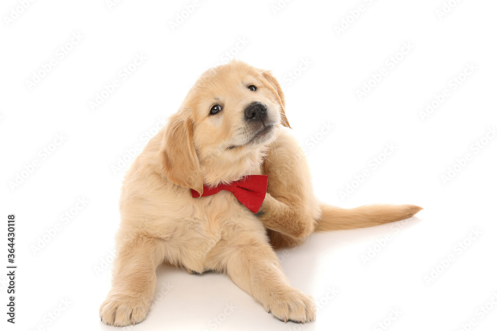 Golden retriever cheap scratching