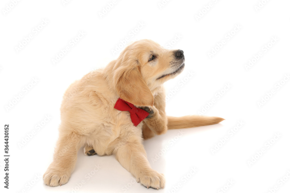 adorable little golden retriever dog sitting, scratching himself