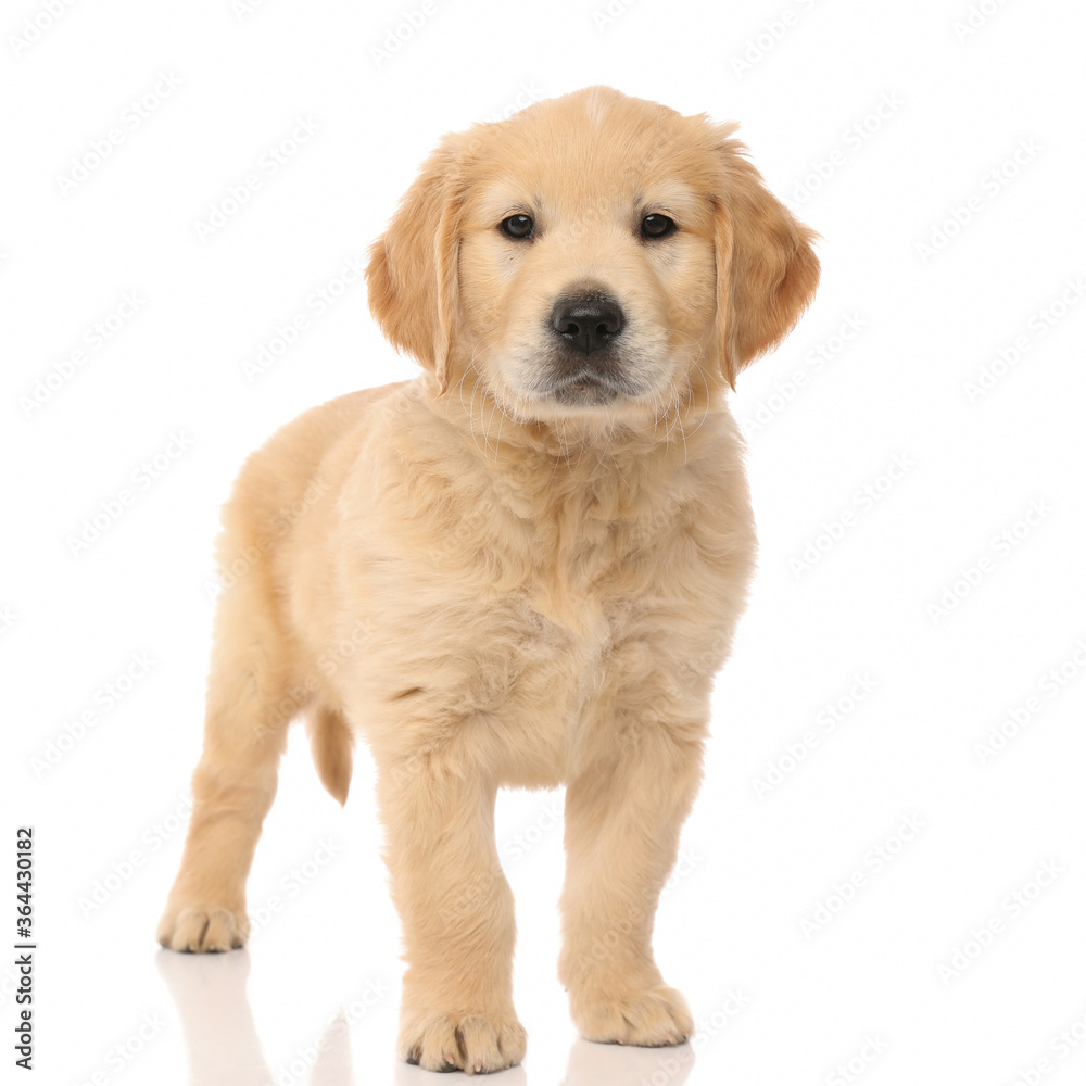 happy golden retriever dog standing and looking at the camera