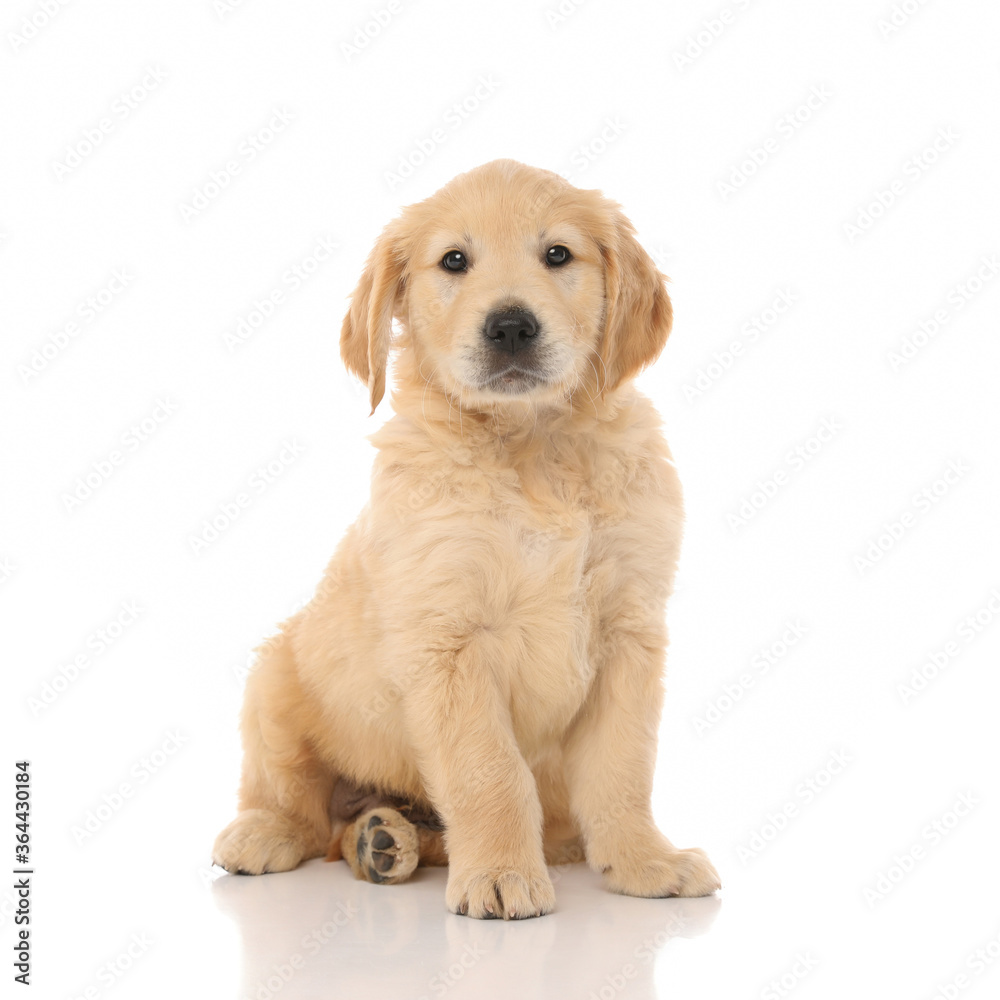 golden retriever dog looking at camera with little shiny eyes golden retriever dog looking at camera with little shiny eyes