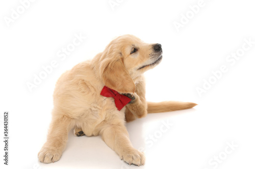 adorable little golden retriever dog sitting, scratching himself