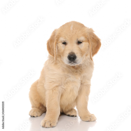 seated golden retriever dog looking away, almost falling asleep
