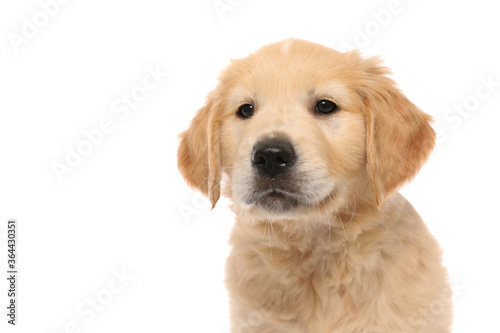 wonderful portrait of a cute little golden retriever dog standing © Viorel Sima