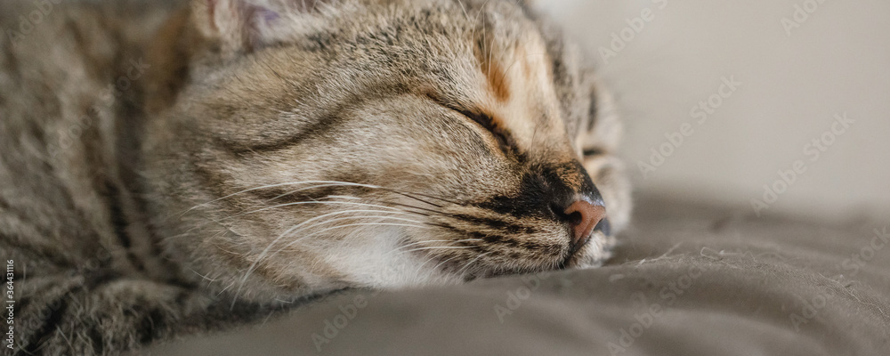 Cute young cat sleeps in the sun on a windowsill