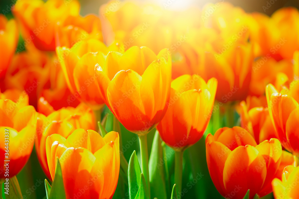 Obraz premium Close up beautiful orange tulip flowers in the field with sunlight