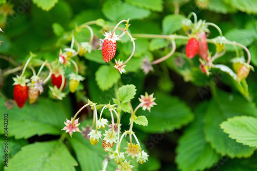 Forest strawberries grow on a bed, bokeh from small splashes of water, sun rays, banner