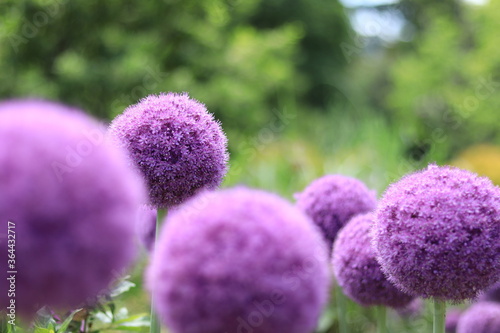 colorful early summer flowers blooming in the floral garden ,japan,tokyo