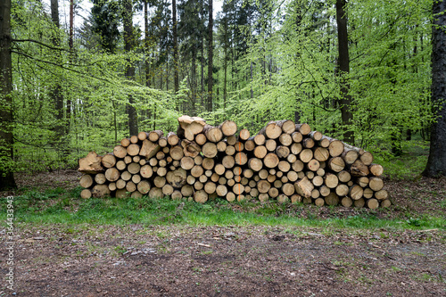 Cut down tree piles in a forest with trees in the background