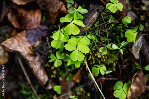 Clover in the woods among leaves and grass
