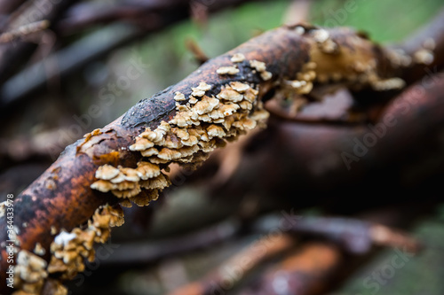 Hub mushroom on a tree branch, close up
