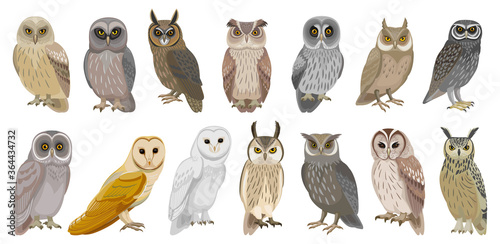 Owl bird cartoon vector set illustration of icon. .Vector set icon of animal owl. Isolated cartoon collection illustration of bird on white background. photo