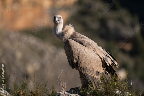 Buitre leonado2  Gyps fulvus 