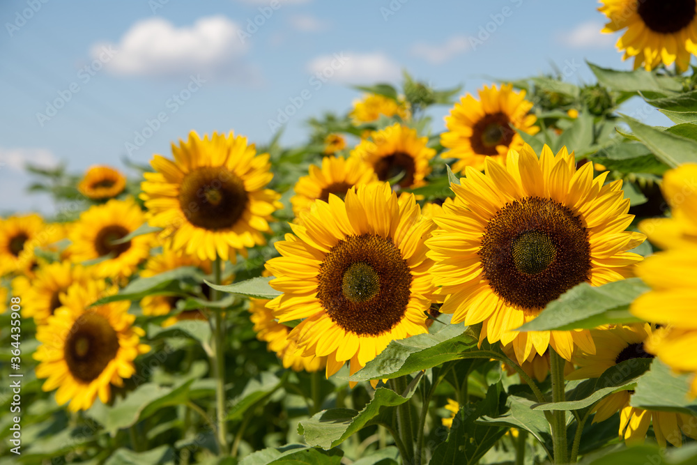 gelbe Sonnenblumen, Blütenkörbe zur Sonne ausgerichtet, stehen strahlend im Sommer auf dem Feld, vor blauem Himmel. gelbe Sonnenblumen, Blütenkörbe zur Sonne ausgerichtet, stehen strahlend im Sommer auf dem Feld, vor blauem Himmel.