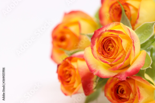 beautiful orange, yellow mini rose