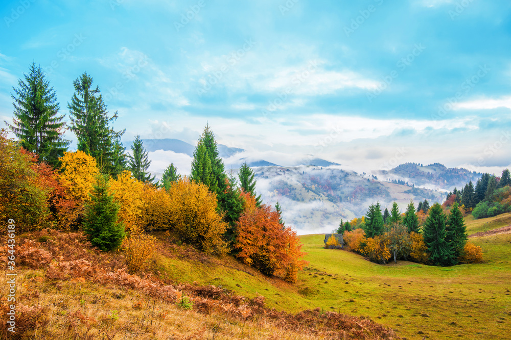 Beautiful majestic landscape with conifer trees on mountain.