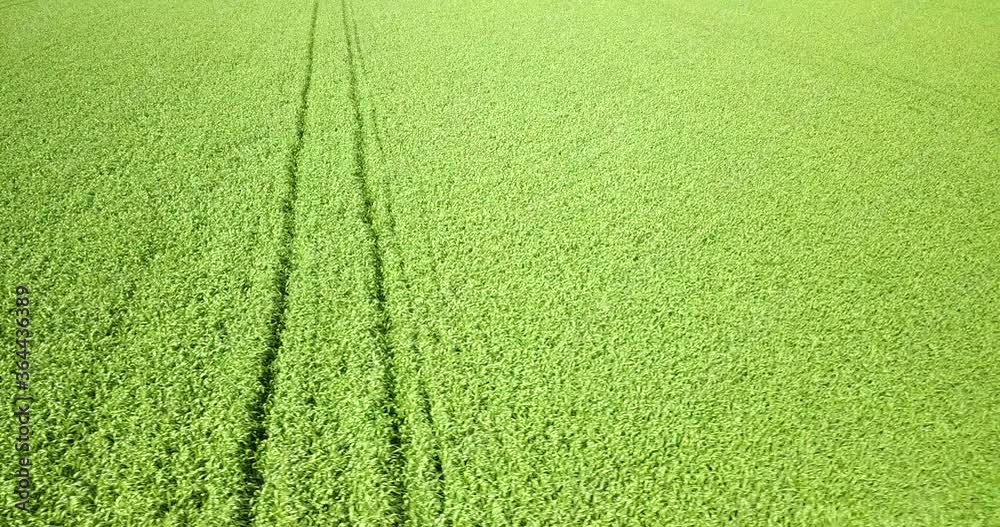 Green field at spring time, aerial view. High quality 4k footage. Green field at spring time, aerial view. High quality 4k footage.