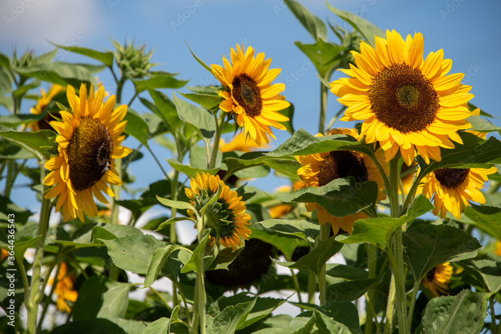 gelbe Sonnenblumen, Blütenkörbe zur Sonne ausgerichtet, stehen strahlend im Sommer auf dem Feld, vor blauem Himmel.