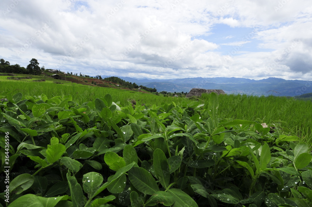 bean field and Terraced rice fields, blue sky