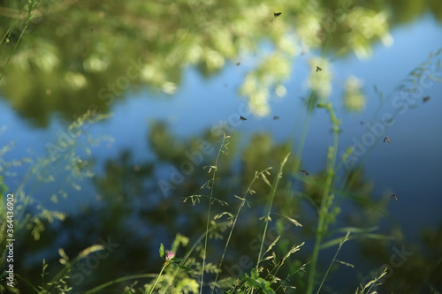 Wild grass on the lake. Evening. Mosquitos fly over the grass. Blurred background.