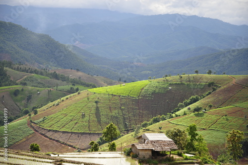 Terraced rice field