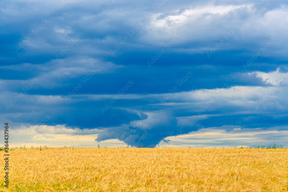 Blue tornado or whirlwind cloud over yellow wheat field