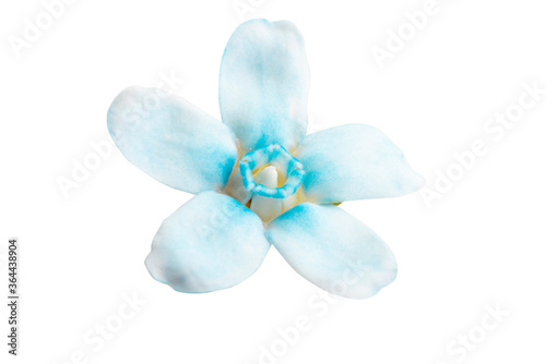 oxypetalum flower isolated