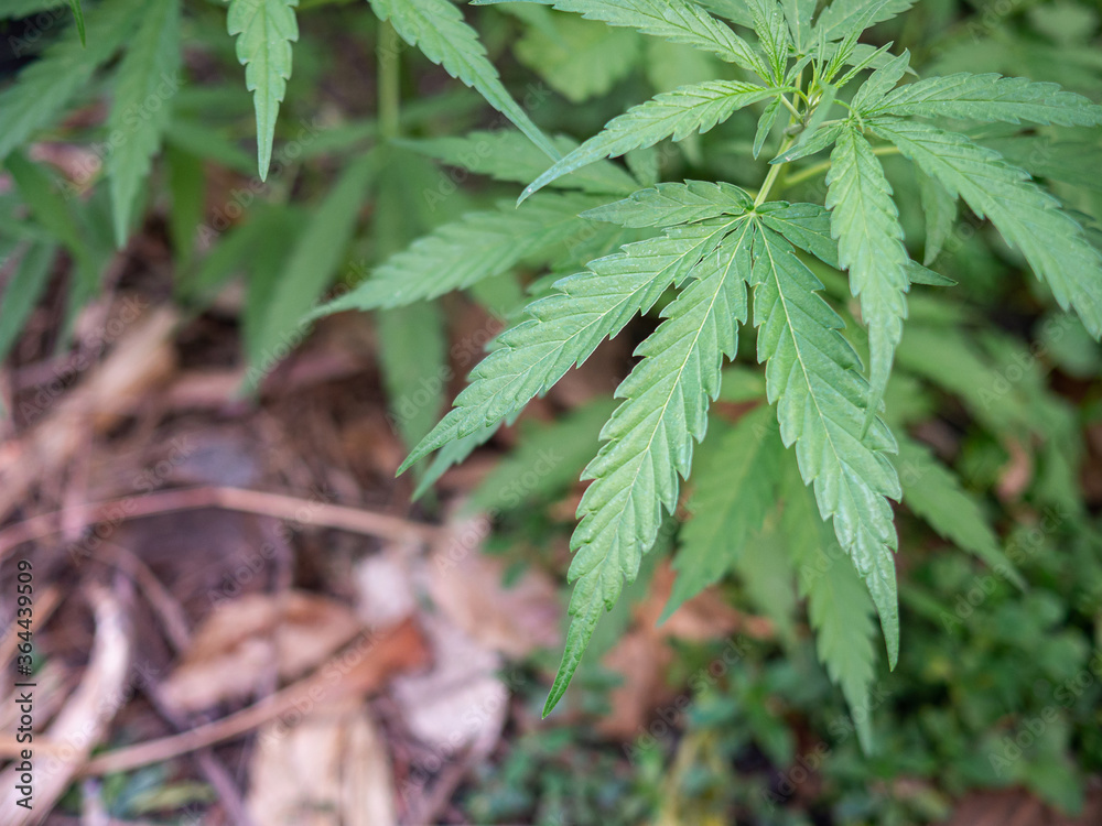 Close-up of cannabis plant growing at outdoor marijuana farm Close-up of cannabis plant growing at outdoor marijuana farm