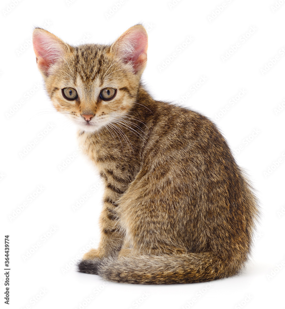 Obraz premium Kitten on white background.