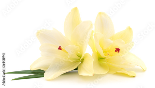 Two yellow lilies. © Anatolii
