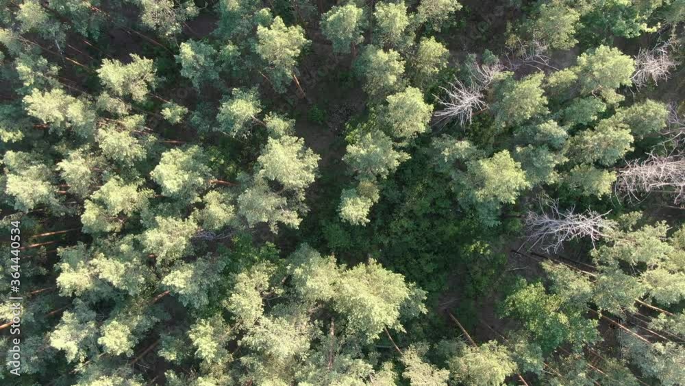 Spans and panoramas over the dense forest Spans and panoramas over the dense forest