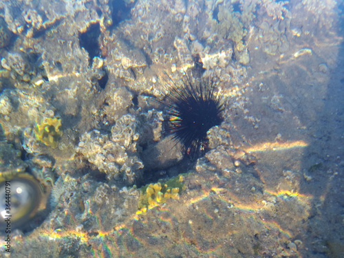 Beautiful and diverse coral reef with fish and sea urchins of the Red Sea in Egypt, shooting underwater. Soft focus. Selective focus