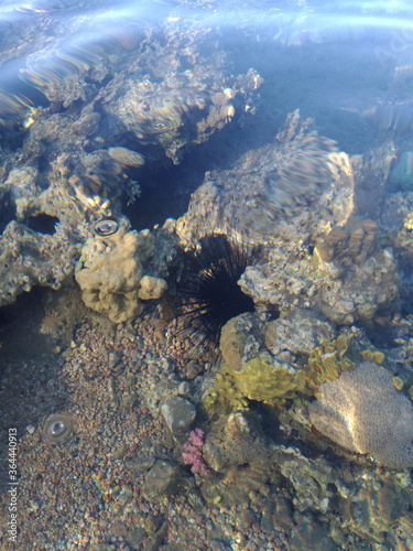 Beautiful and diverse coral reef with fish and sea urchins of the Red Sea in Egypt, shooting underwater. Soft focus. Selective focus