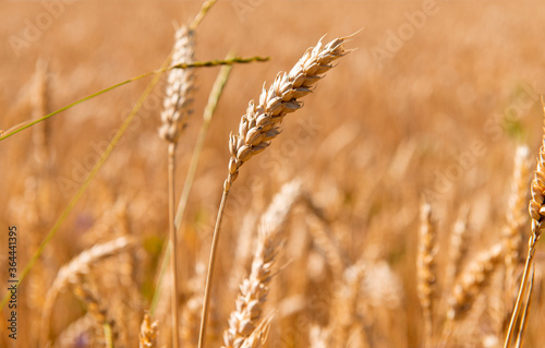 ripe ears of wheat in the field