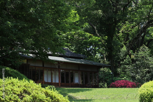 fresh green landscape in Meiji shrine,japan,tokyo