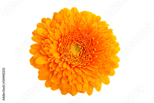 gerbera flower isolated