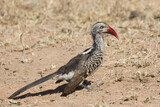 Southern red-billed hornbill (Tockus rufirostris) foraging on the ground for insects in South Africa with bokeh background