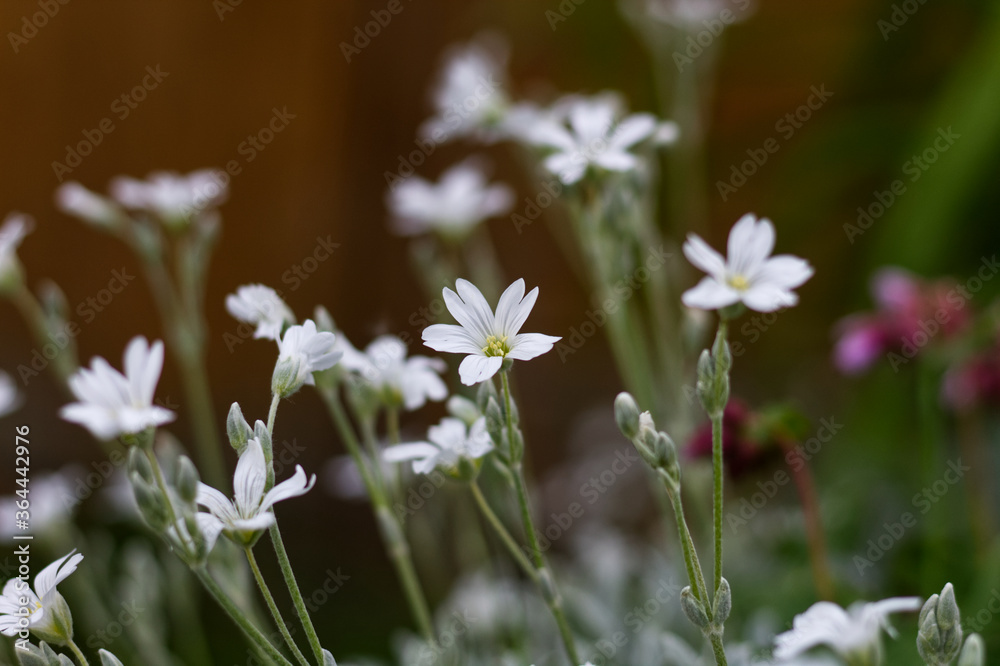 Blumen und Blüten Blumen und Blüten