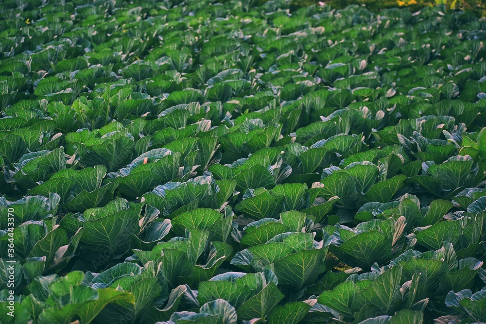 Fototapeta premium Agriculture