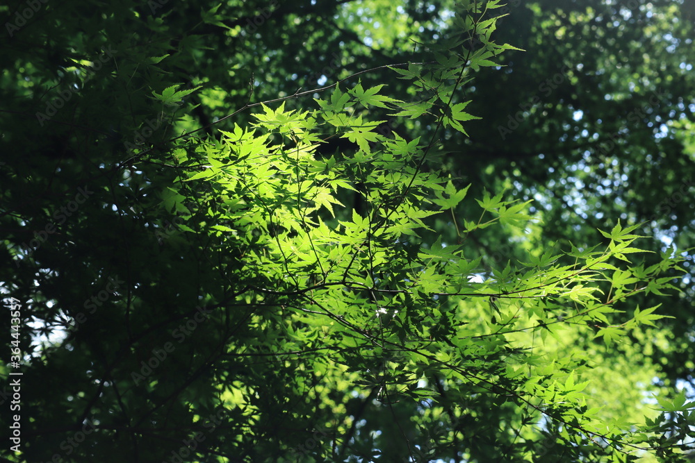 fresh green landscape in Meiji shrine,japan,tokyo