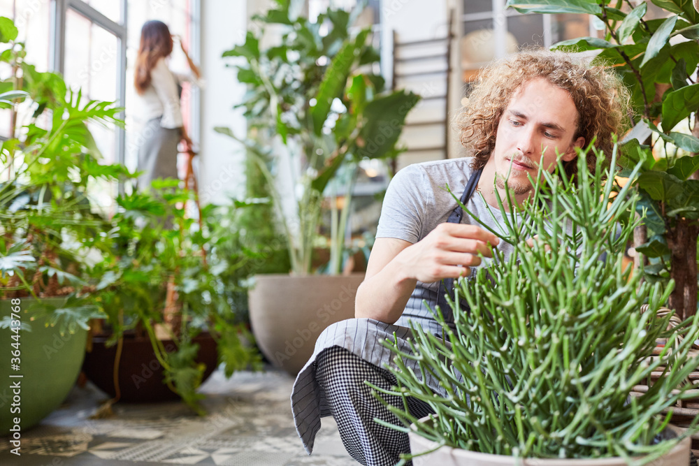 Obraz premium Gärtner Azubi bei der Pflege einer Grünpflanze