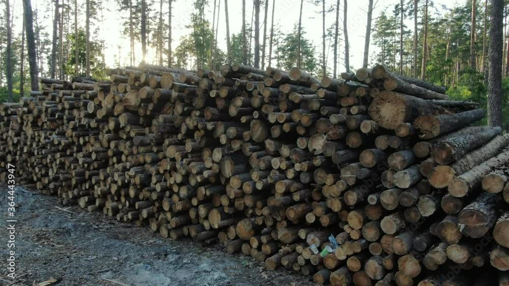 Deforestation in Ukraine is in full swing Deforestation in Ukraine is in full swing