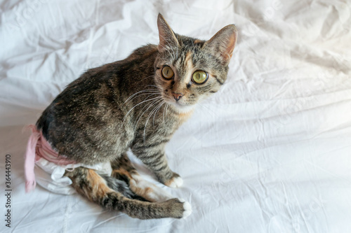 beautiful disabled cat with big green eyes in a disposable diaper is lying on a white sheet on the bed. Cat with paralyzed hind legs. photo