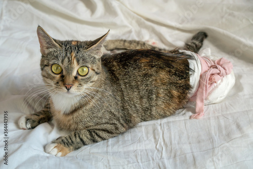 beautiful disabled cat with big green eyes in a disposable diaper is lying on a white sheet on the bed. Cat with paralyzed hind legs.