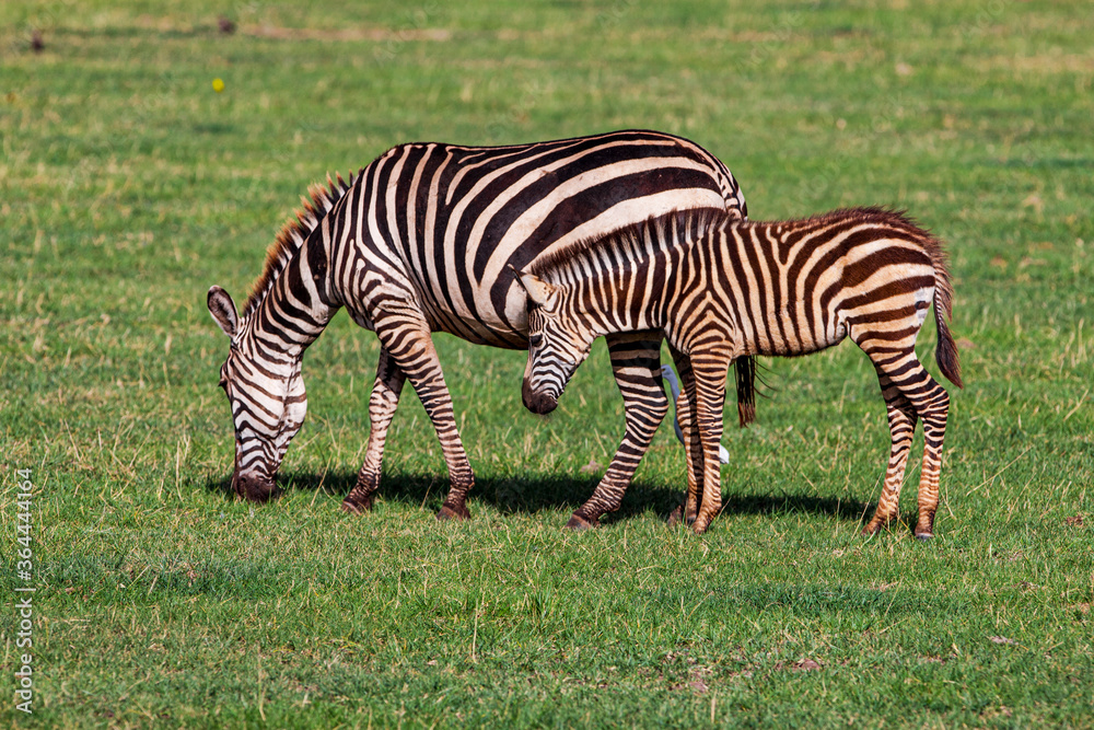 Zebras in the Lake Manyara National Park, Tanzania Zebras in the Lake Manyara National Park, Tanzania